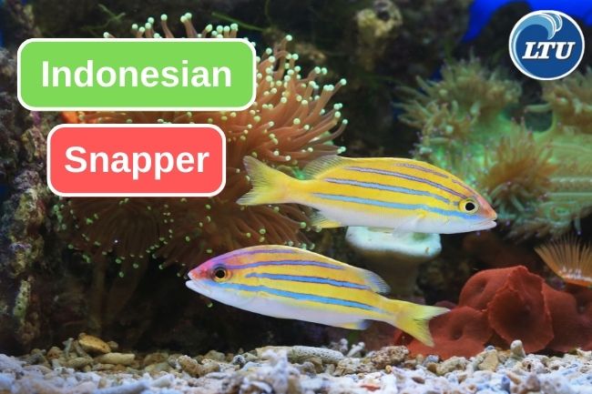 4 Commonly Found Snapper in Indonesia